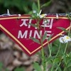 파주 서부전선 DMZ에서 폭발 사고…육군 부사관 1명 부상
